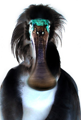 貌（かお）５－２　階調を反転