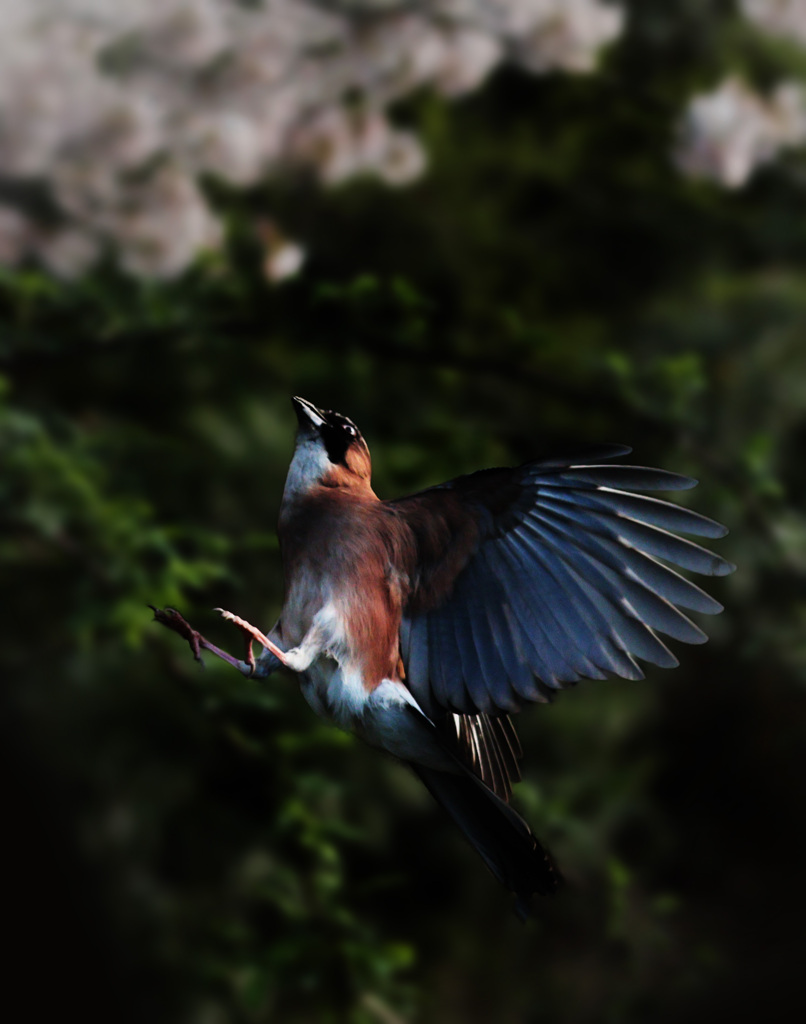 カケス２