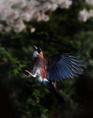 カケス２