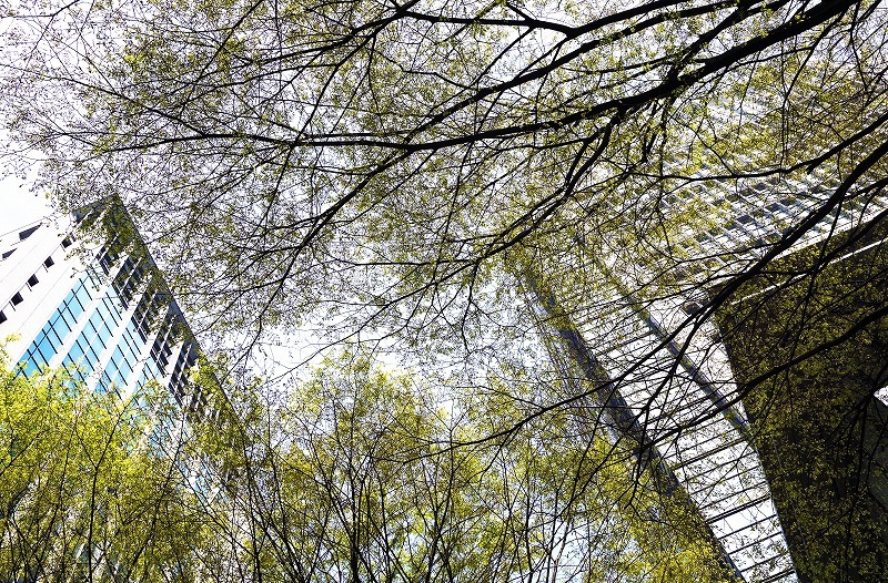 芽吹き点描･･東京丸の内