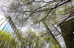 芽吹き点描･･東京丸の内