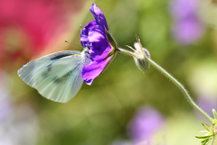モンシロチョウは目を剥いて蜜を吸う