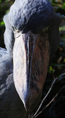 見ているだけだから、そんなに恐い顔しなくてもいいじゃんか