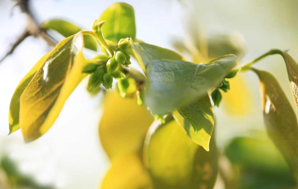 散歩でショット･･･柿の花を見つけました