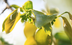 散歩でショット･･･柿の花を見つけました