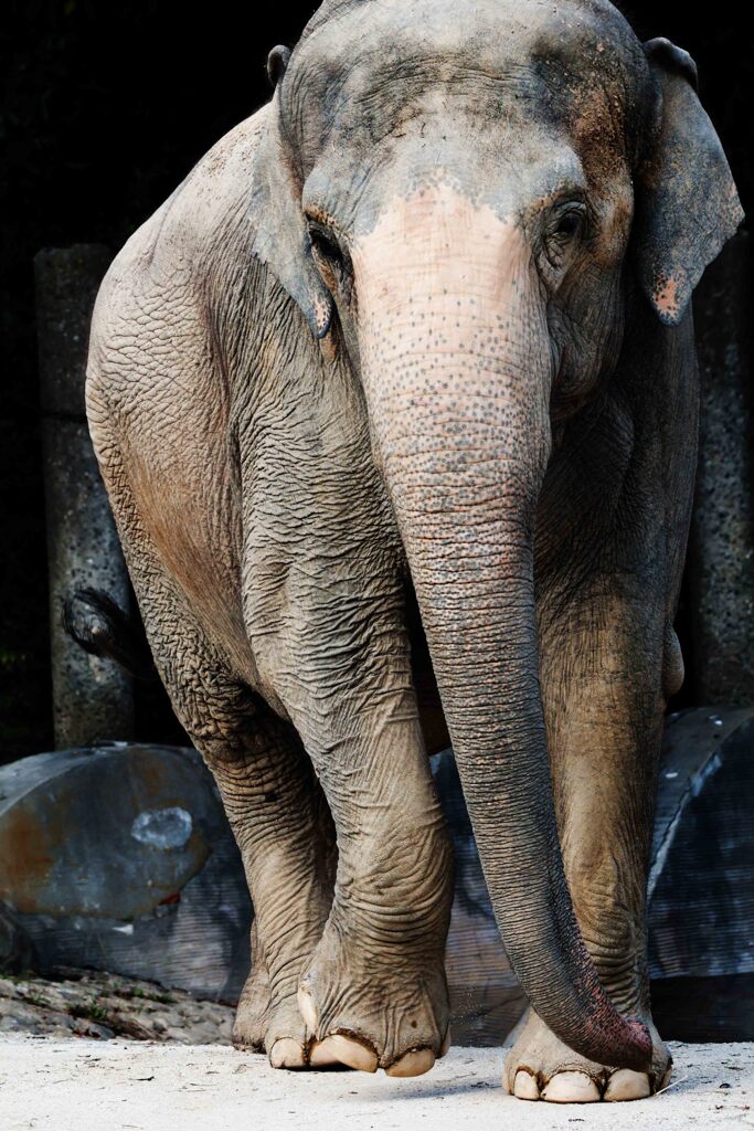 ぞうさん　ぞうさん　お鼻が長いのね