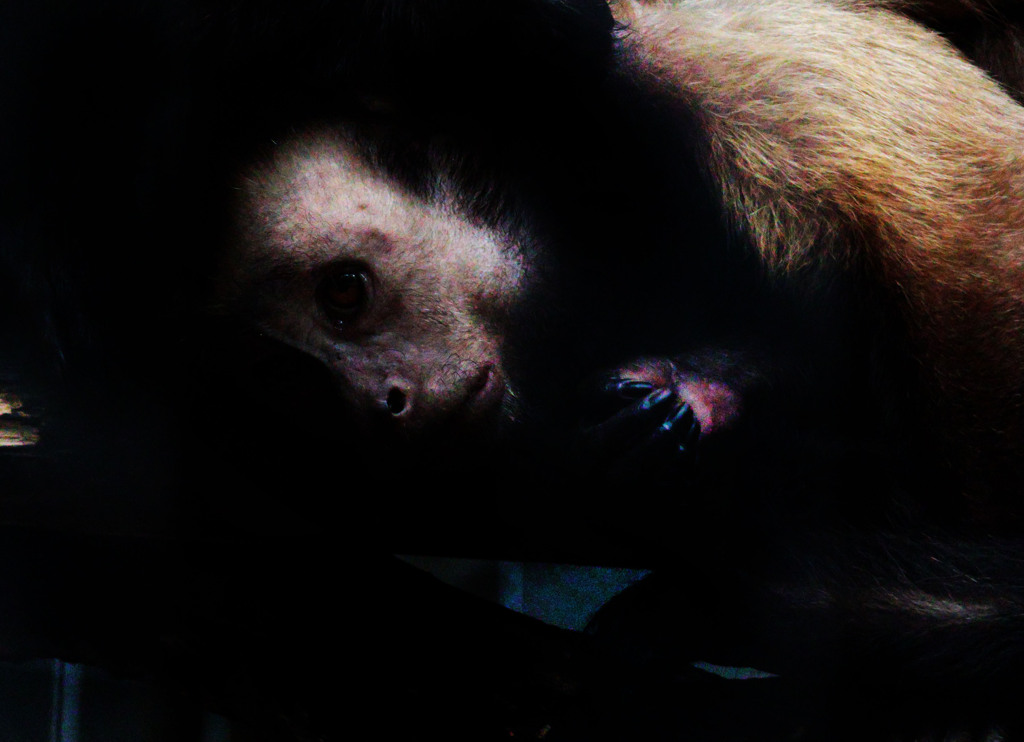 この子、いつ見ても悲しい顔をしている