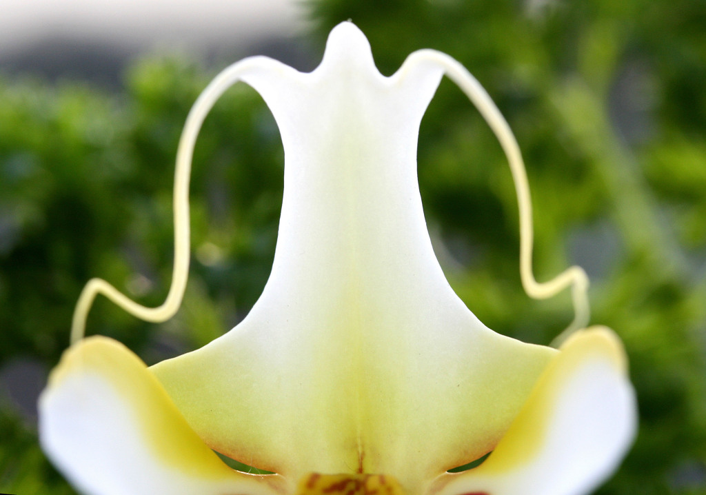 僕、宇宙人･･･コチョウランの花芯２