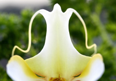 僕、宇宙人･･･コチョウランの花芯２