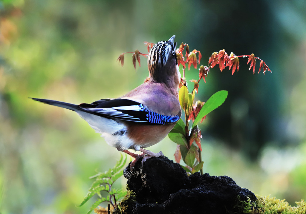 こちらを向けば、「見返り美人」