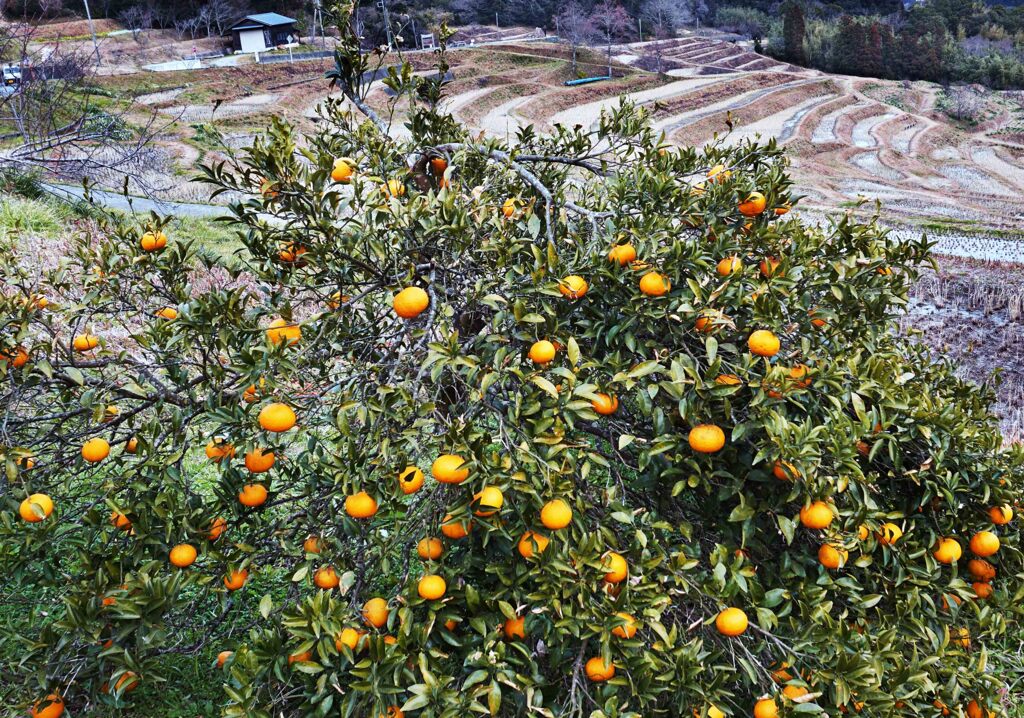 外房よいとこ･･･冬の鴨川千枚田