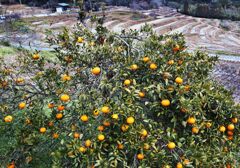 外房よいとこ･･･冬の鴨川千枚田