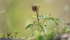 花に惹かれて１･･･房総は田淵の民家のお庭にて