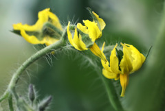 トマトの花