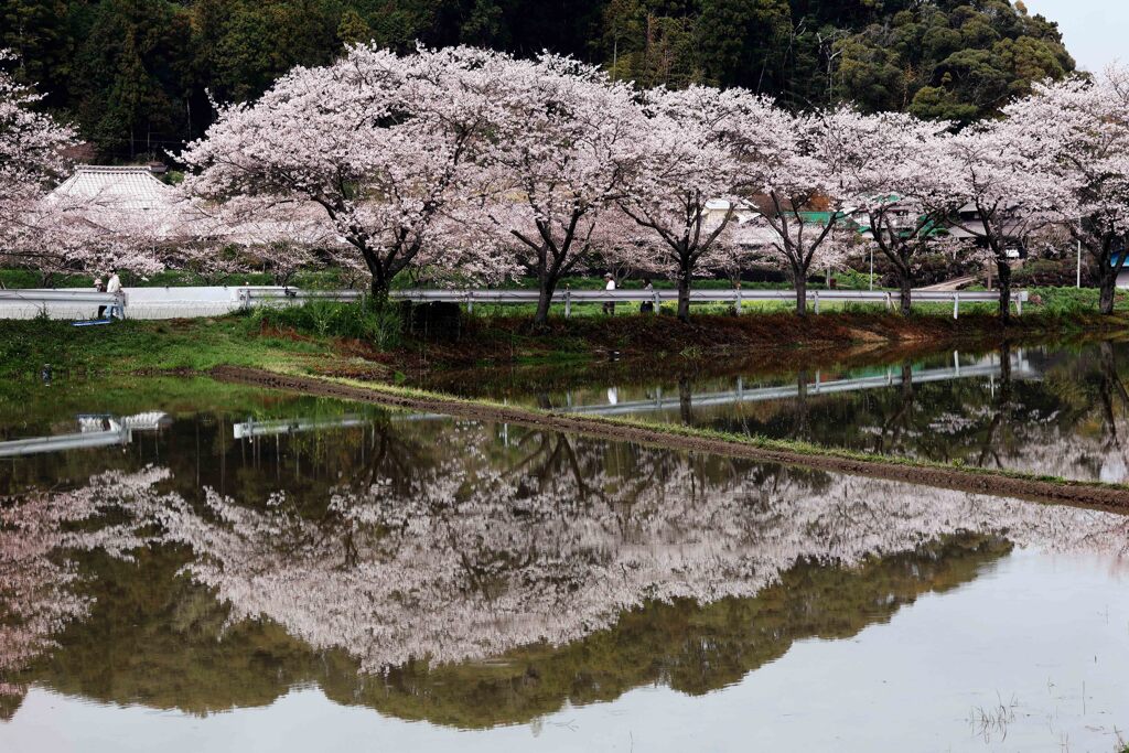 礼森桜街道