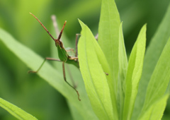 バッタが草の陰から「こんにちは」