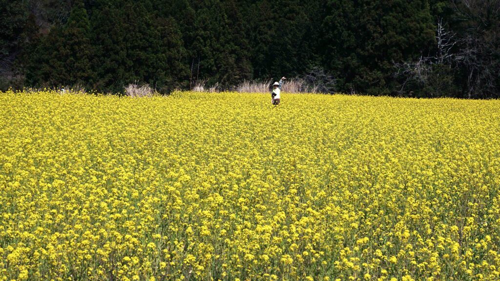 花に惹かれて３･･･房総は田淵の民家のお庭