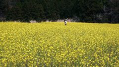 花に惹かれて３･･･房総は田淵の民家のお庭
