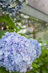 紫陽花