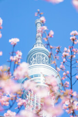 スカイツリーと河津桜