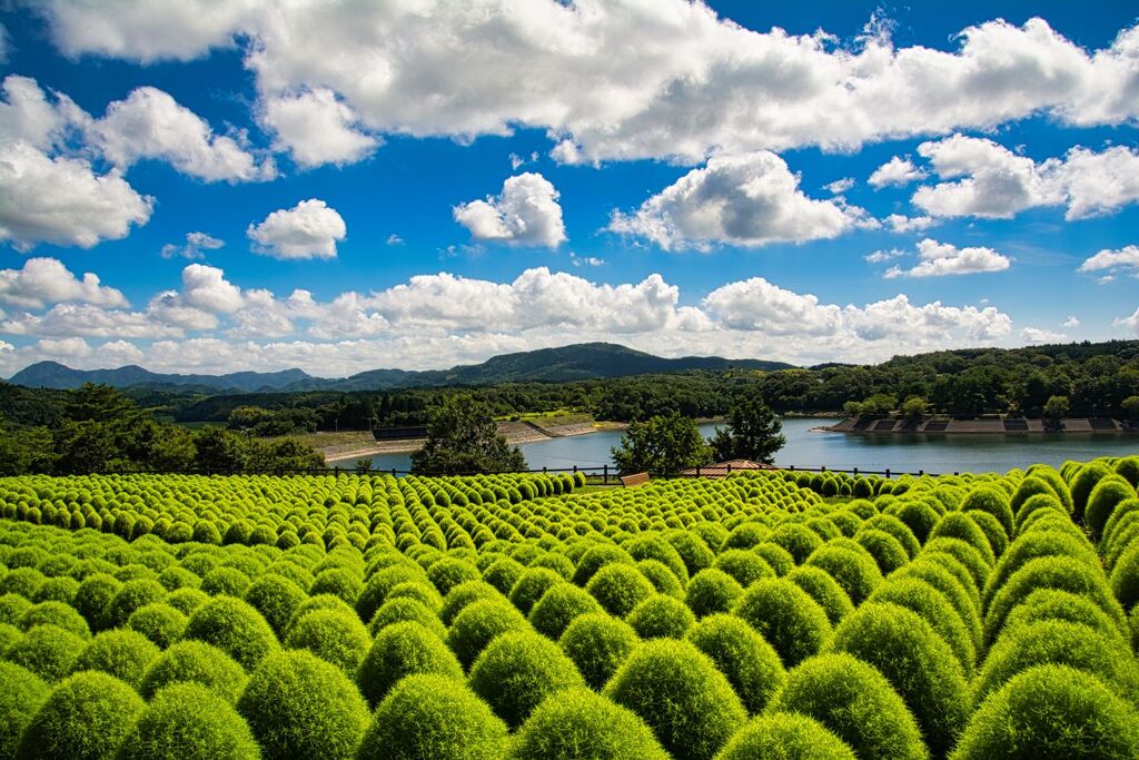 コキア　in summer