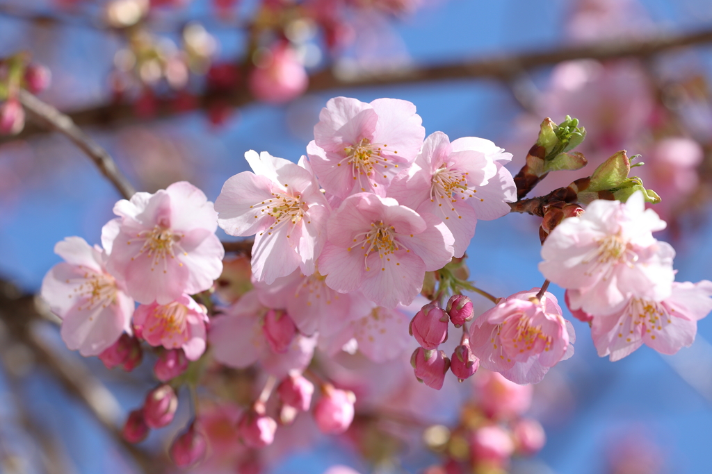 河津桜 in 城址公園 2024.3-2