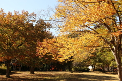 森林公園の紅葉 2 Part3