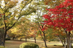 森林公園の紅葉 Part4