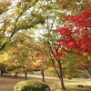 森林公園の紅葉 Part4