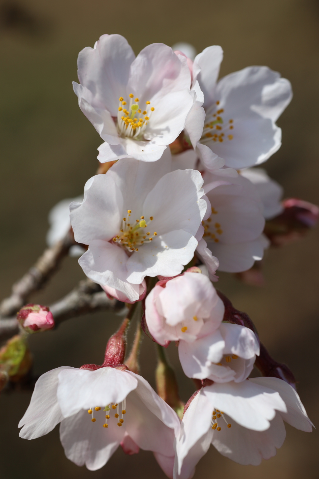 桜 2021.3.24 Part1