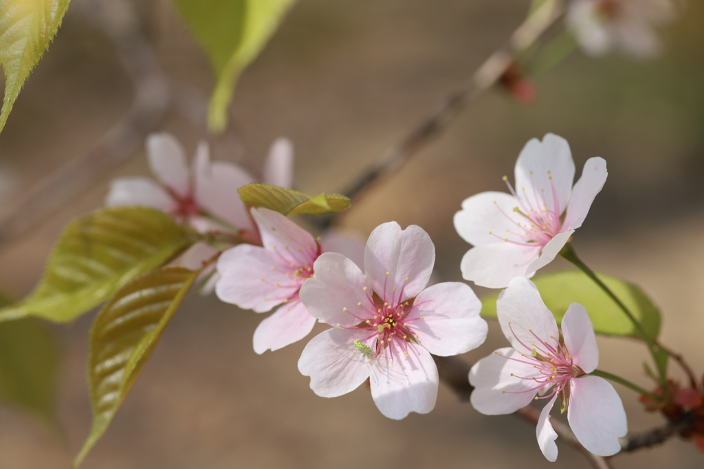 山桜 Part2