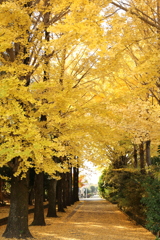 駅東公園のイチョウ