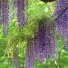 公園の藤棚 Part5