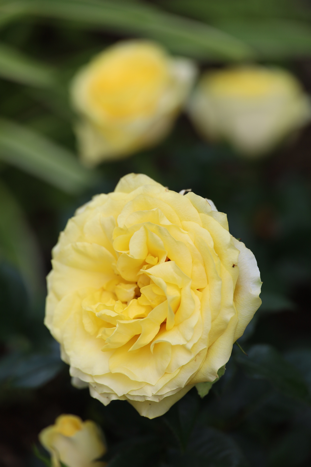 庭の薔薇 Part2