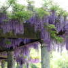公園の藤棚 Part6