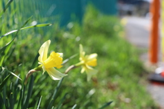 スイセン2022 Part1