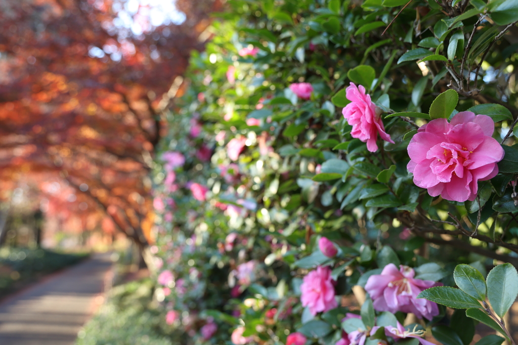 サザンカと紅葉