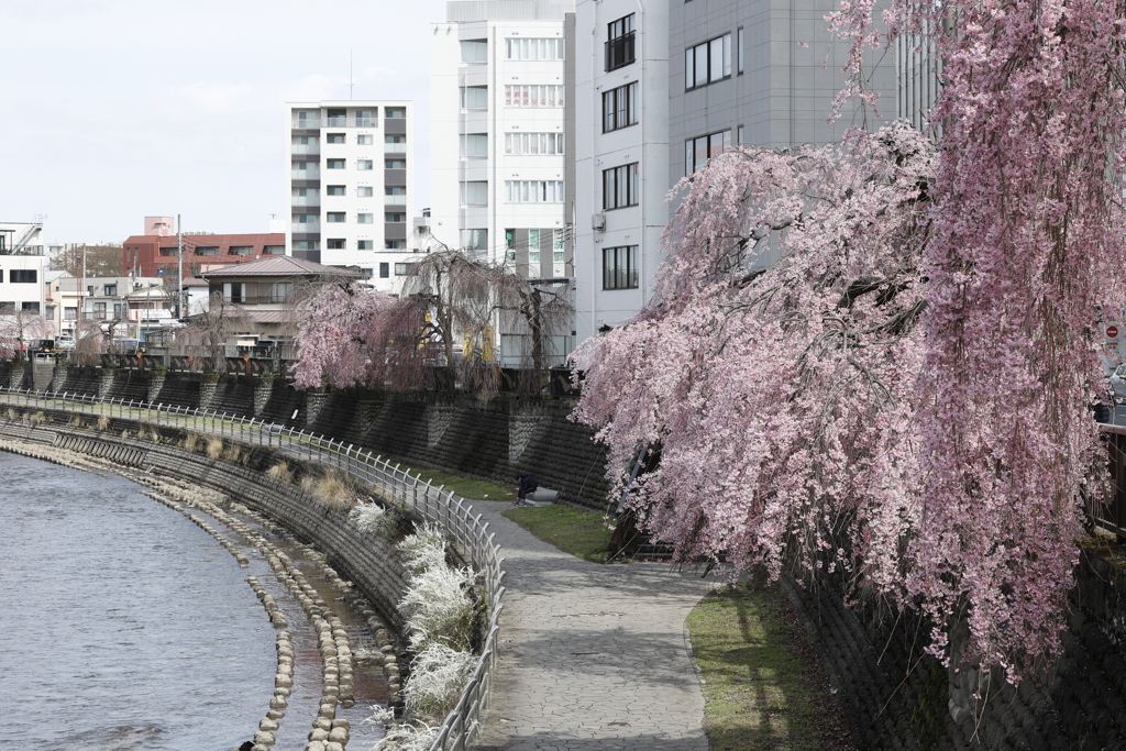 田川沿いの枝垂れ桜 2023.3-4