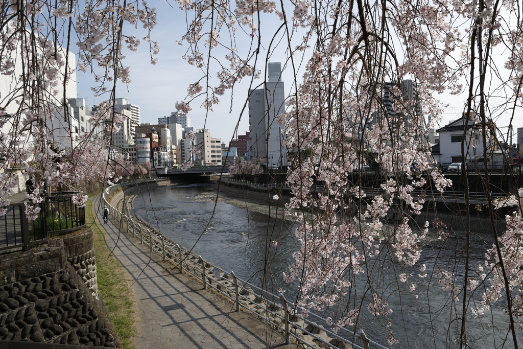 田川沿いの八重桜4
