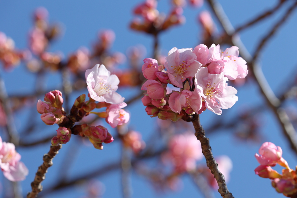 僅かに開花した河津桜2025.3.10