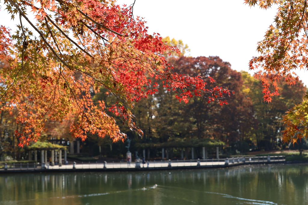 中央公園の紅葉 Part5