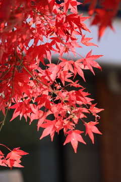 森林公園の紅葉 2 Part1