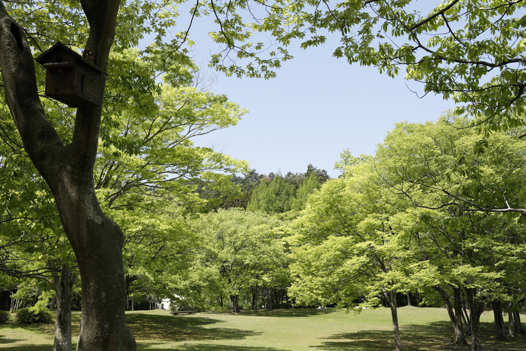 新緑の森林公園 3