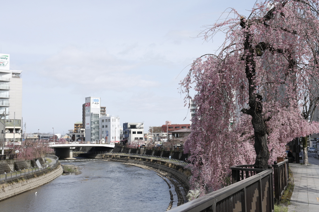 田川沿いの枝垂れ桜 2023.3-2