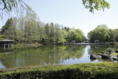 新緑の中央公園 2