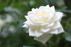 公園の薔薇 10 Part1