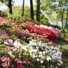 新緑の森林公園 1