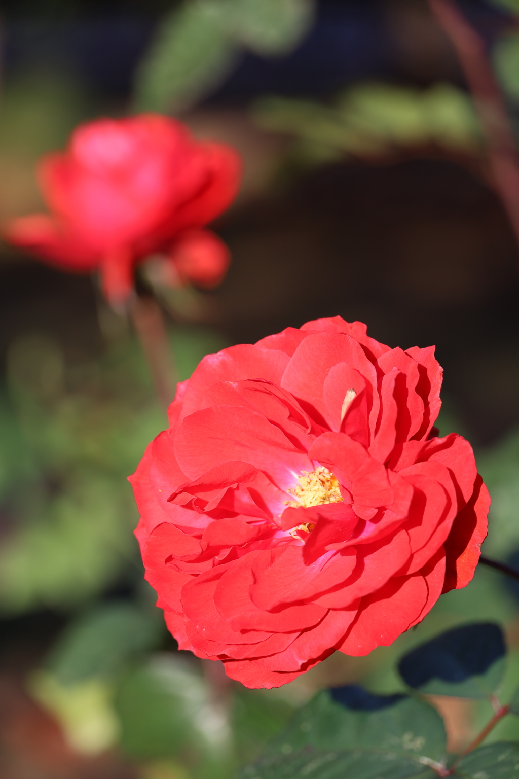 薔薇 5 Part1