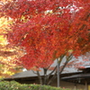 城址公園の紅葉 Part1