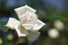 公園の薔薇 3